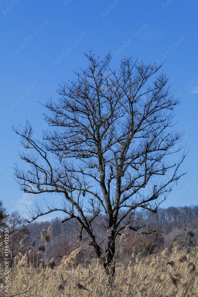 Silhouette of a leafless tree against a blue sky in winter season. Single oak tree leafless against winter blue sky. Silhouette of a leafless tree against a blue sky in winter season. Single oak tree leafless against winter blue sky.