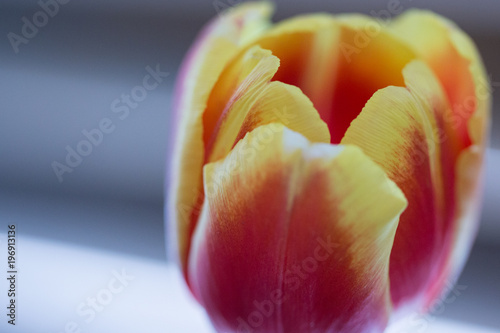 Yellow-red tulip close-up
