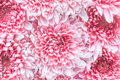 Background texture abstract chrysanthemum pink flowers spring