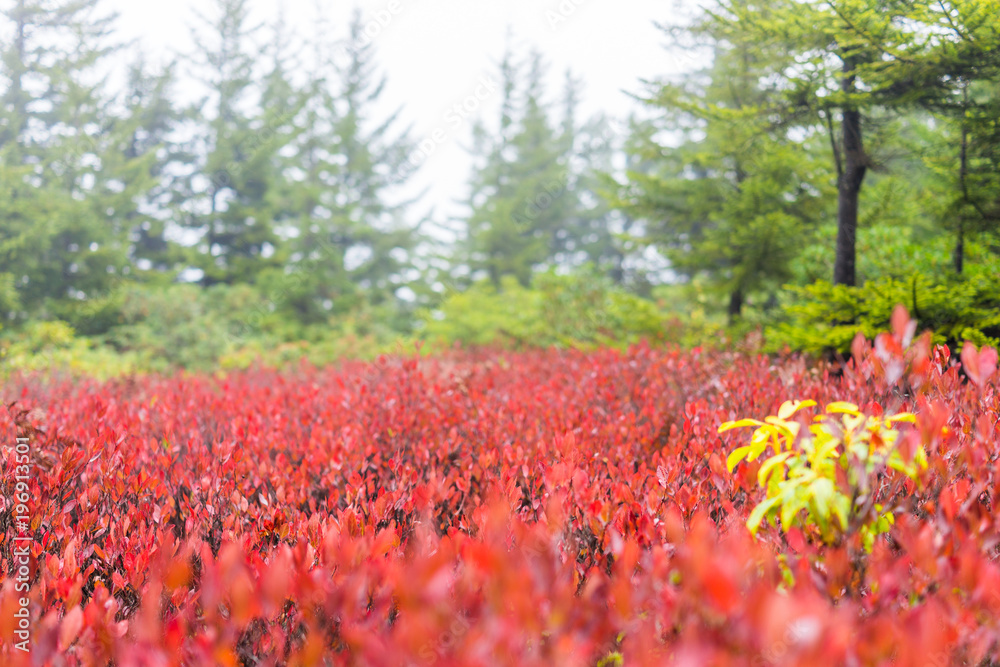 Many colorful red blueberry bushes in autumn fall showing detail, texture and pattern in morning mist by green pine tree forest in West Virginia Many colorful red blueberry bushes in autumn fall showing detail, texture and pattern in morning mist by green pine tree forest in West Virginia