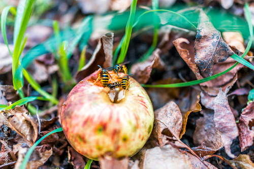 Фотография Fallen red apple on ground with many yellow jacket bees eating it closeup
