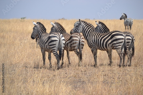 Zèbres du Serengeti