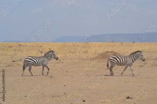 Zèbres du Serengeti