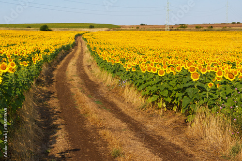 the road through the blossoming fields of sunflowers