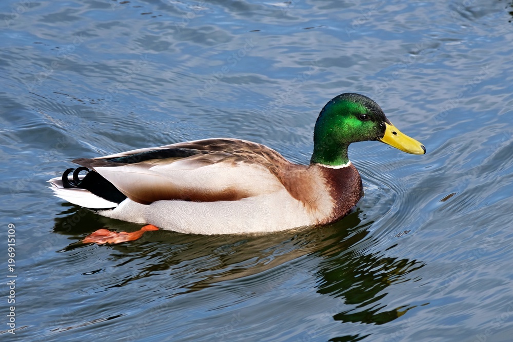 Fototapeta premium mallard duck swims on the lake