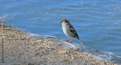 petit moineau photo