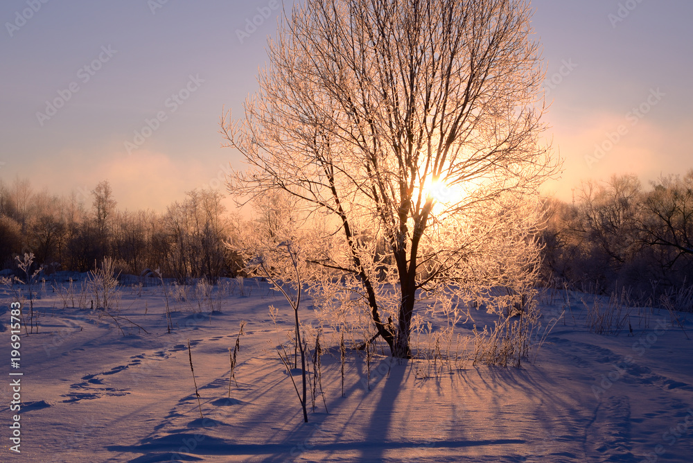 Tree illuminated by the rising sun Tree illuminated by the rising sun