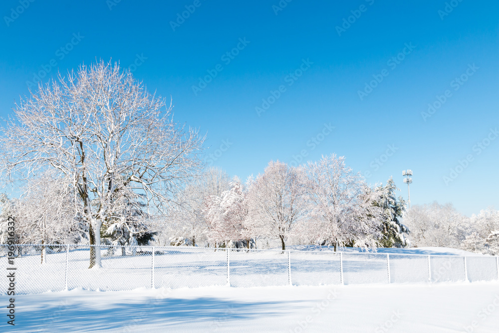 Winter natural landscape, the white trees after snowfall. Winter natural landscape, the white trees after snowfall.