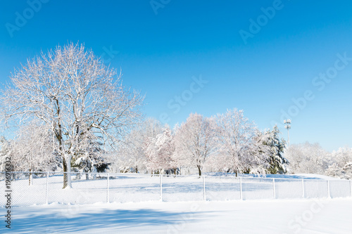 Winter natural landscape, the white trees after snowfall. © volgariver