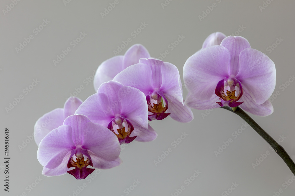 Pink orchids Pink orchids