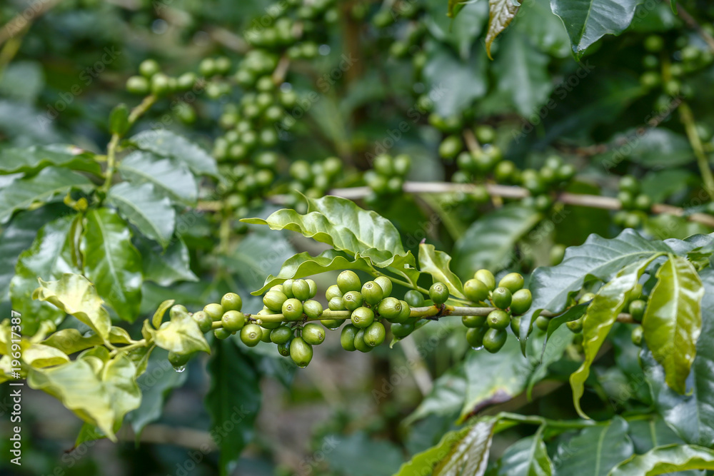 Coffee plant filled with green fruits Coffee plant filled with green fruits