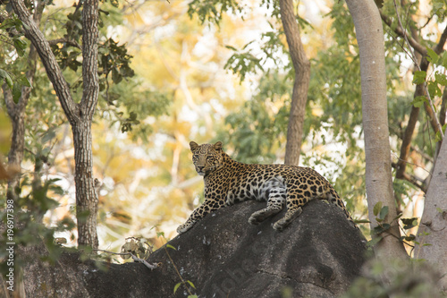 Leopard in habitat eye contact