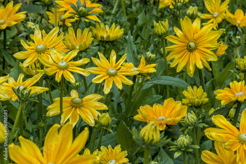 Field of yellow flowers 