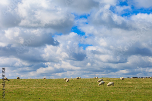 Sheeps near Stonehenge landscape England
