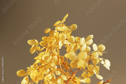 dried inflorescence of hydrangeas Hydrangea opuloides. photo