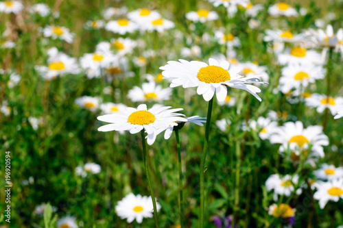 Beautiful white daisies in the field. © delobol