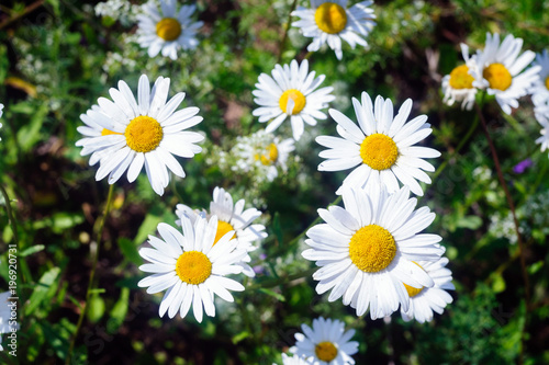 Wild daisies in the green grass.