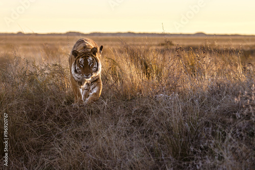 Male tiger in Tiger Canyons game reserve in South Africa