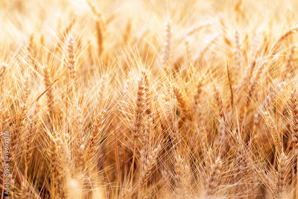 Ears of golden wheat closeup. Wheat field