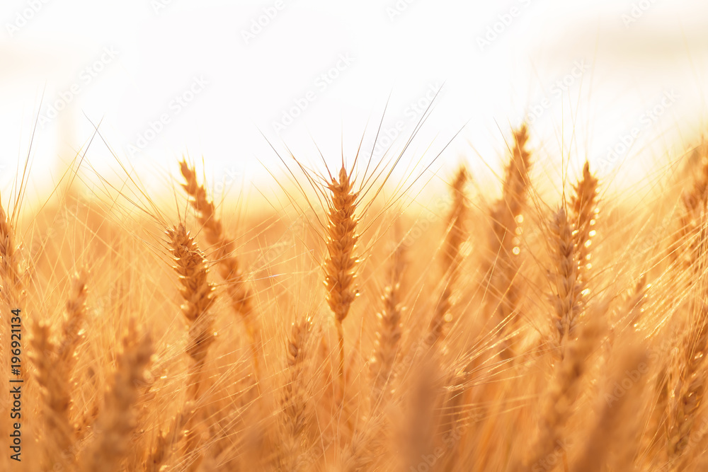 Ears of golden wheat closeup. Wheat field Ears of golden wheat closeup. Wheat field