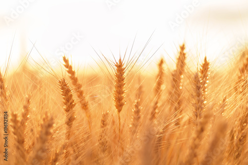 Ears of golden wheat closeup. Wheat field