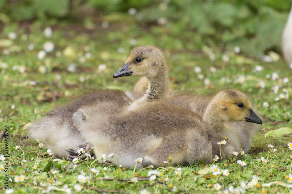 A closeup profile shot of canada geese goslings lying on the green grass which is covered in daisies. A closeup profile shot of canada geese goslings lying on the green grass which is covered in daisies.