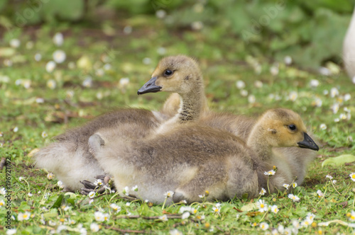 A closeup profile shot of canada geese goslings lying on the green grass which is covered in daisies. © Rob Thorley
