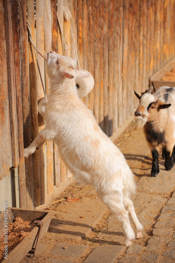 Goats in warm sunlight at a fence with salt lick Goats in warm sunlight at a fence with salt lick