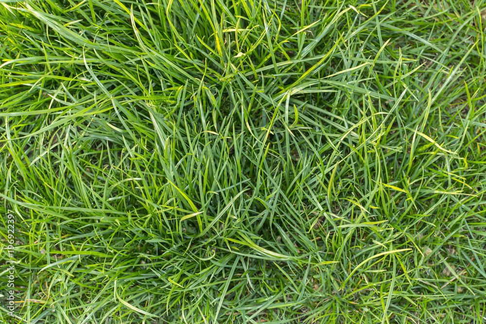 Grass background, Grass texture for design with space for text or image Grass background, Grass texture for design with space for text or image