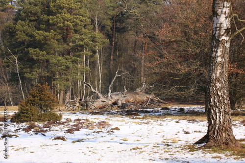 Nature reserve Noettiger Heide near Ingolstadt