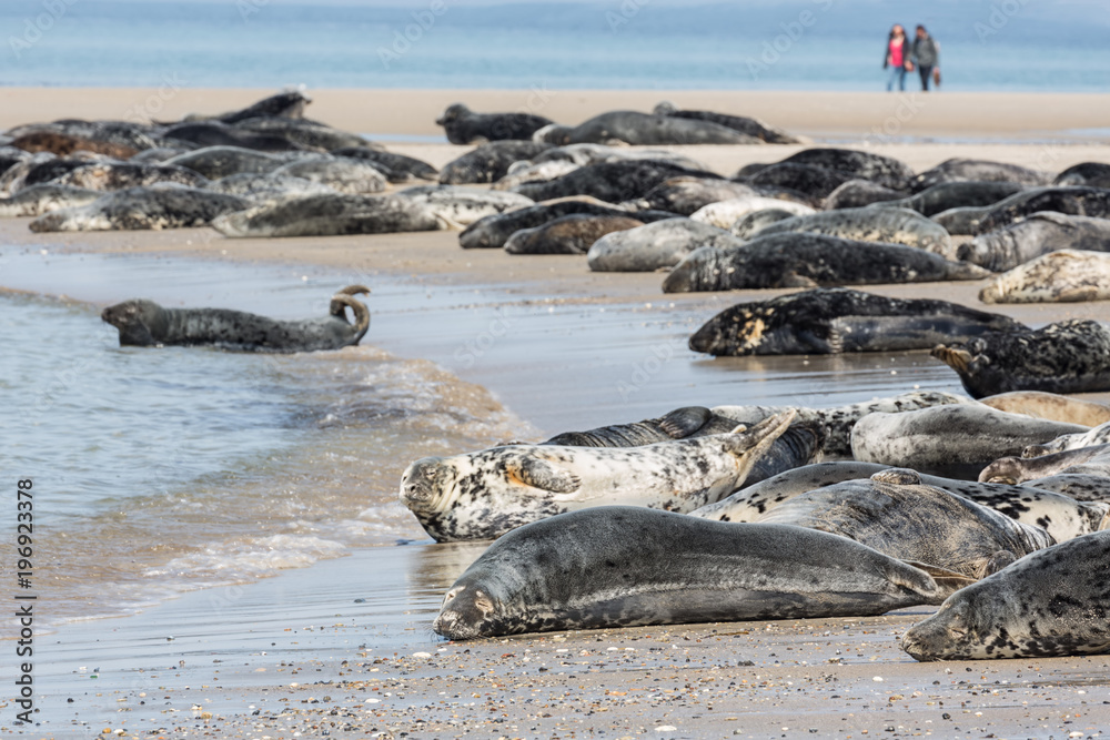 Fototapeta premium Foki szare odpoczywają na plaży na niemieckiej wyspie Helgoland z spacerującymi ludźmi w tle