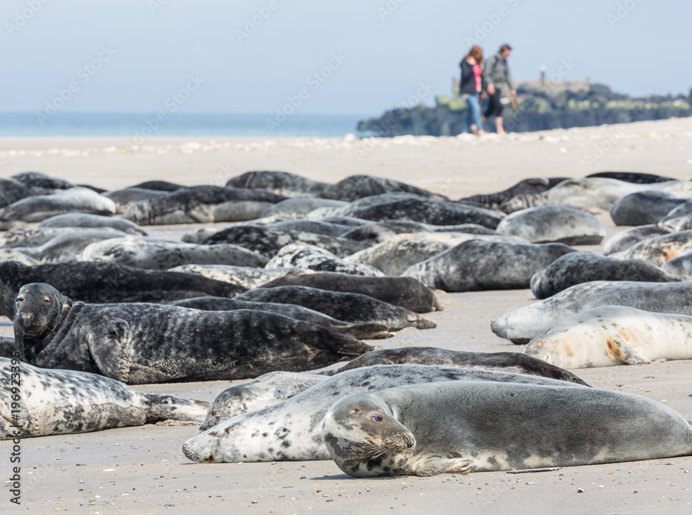 Obraz premium Foki szare odpoczywają na plaży na niemieckiej wyspie Helgoland z spacerującymi ludźmi w tle