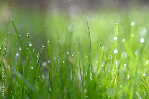 Morning grass in dew