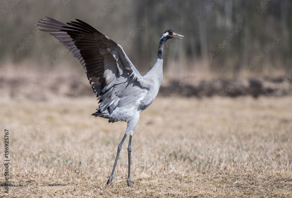 Fototapeta premium grue, żuraw. grus grus