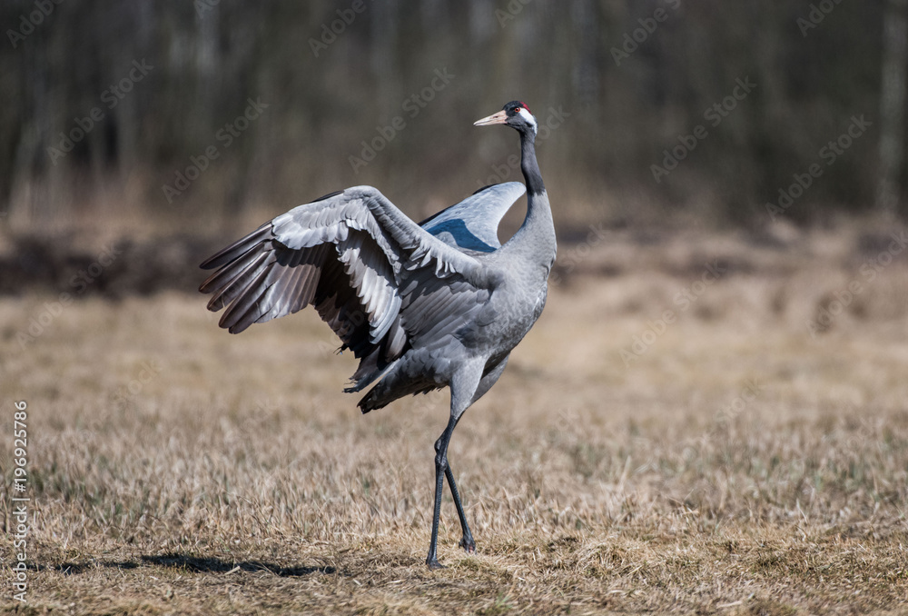 grue, żuraw. grus grus