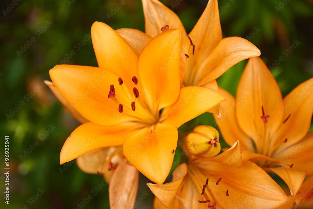Fototapeta premium Tiger Lily Flower