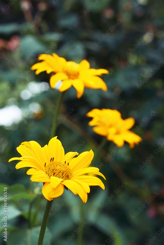 Orange flowers of Heliopsis in garden