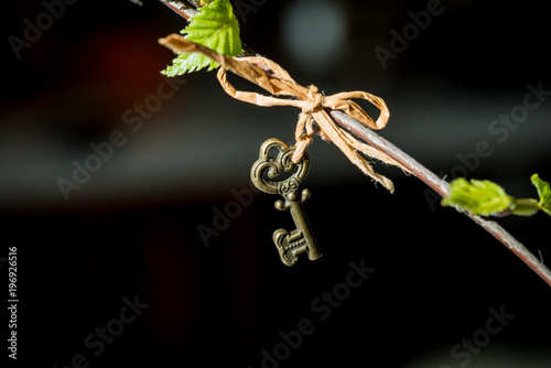 Kidney leaves of a birch spring macro on a black background. Vintage key hanging on a branch photo