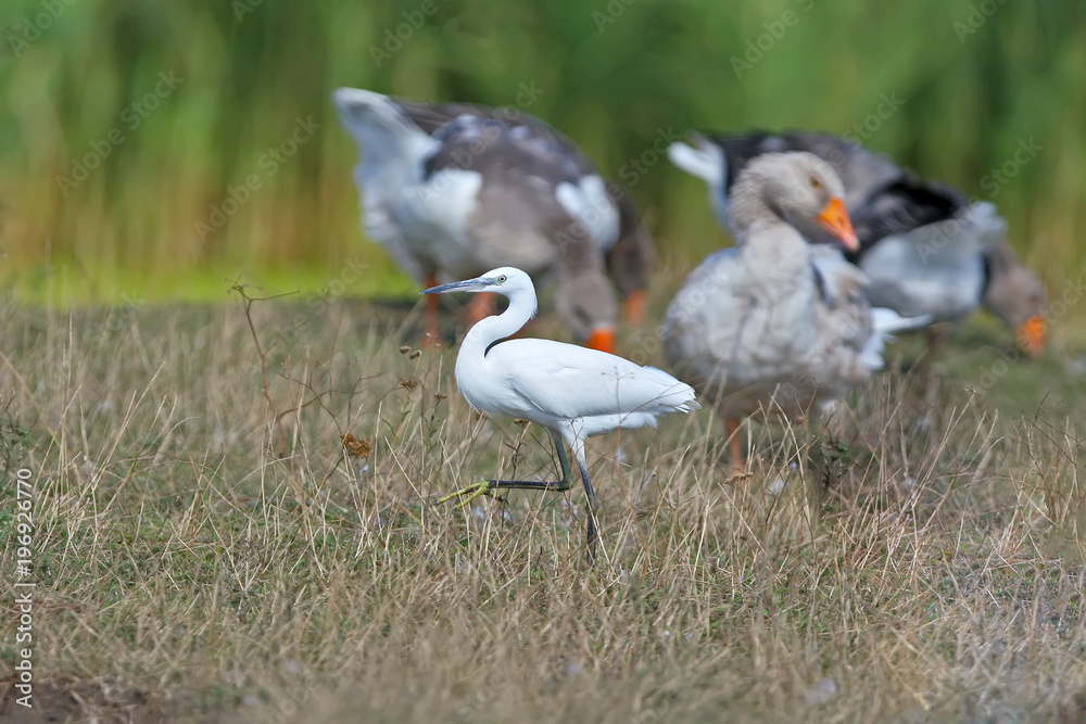 Obraz premium A little white heron strolls along the river bank among a flock of domestic geese