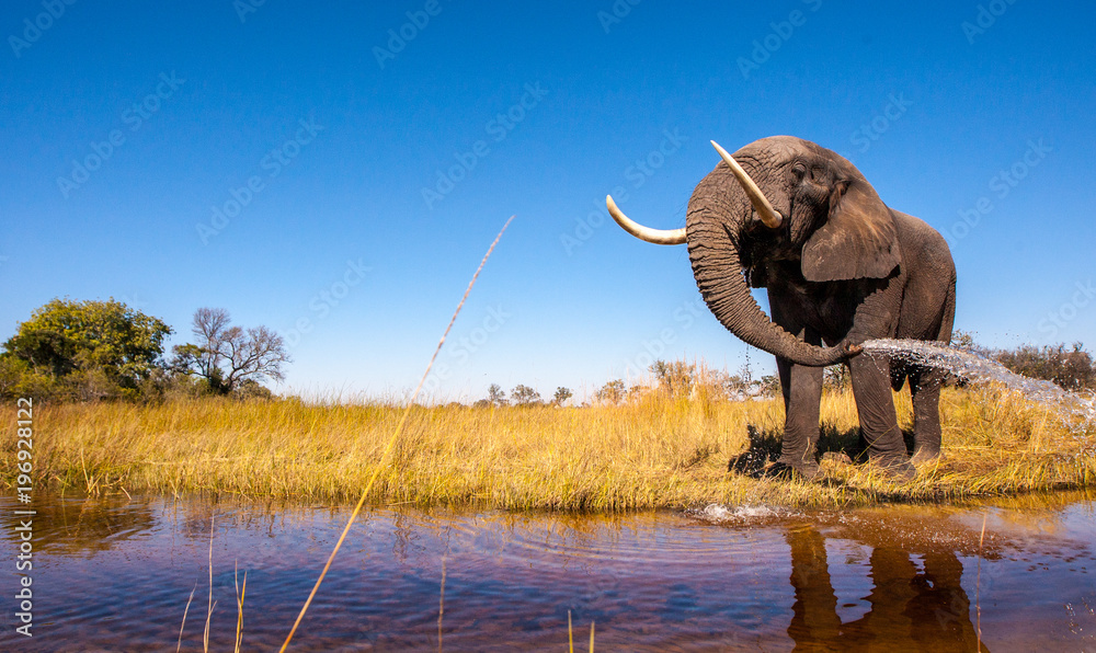 Fototapeta premium Wild African Elephant with a Blue Sky