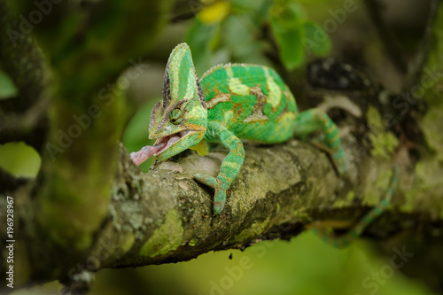 Closeup front view on hunting chameleon on tree branch