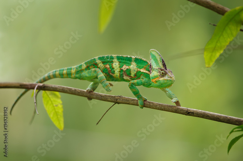 Colorful chameleon walking on tree branch with green background. Yemen chameleon lizard.