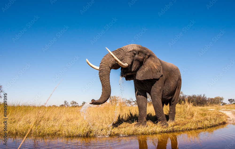 Wild African Elephant with a Blue Sky