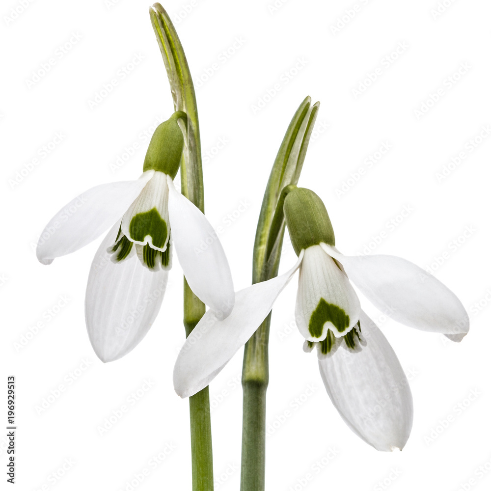 Two flower of snowdrop isolated on white background Two flower of snowdrop isolated on white background