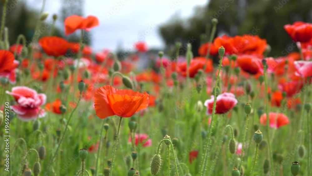Papaver rhoeas flower. Royalty high quality free stock footage of papaver rhoeas flowers. Papaver rhoeas is an annual herbaceous species of flowering plant in the poppy family, Papaveraceae Papaver rhoeas flower. Royalty high quality free stock footage of papaver rhoeas flowers. Papaver rhoeas is an annual herbaceous species of flowering plant in the poppy family, Papaveraceae