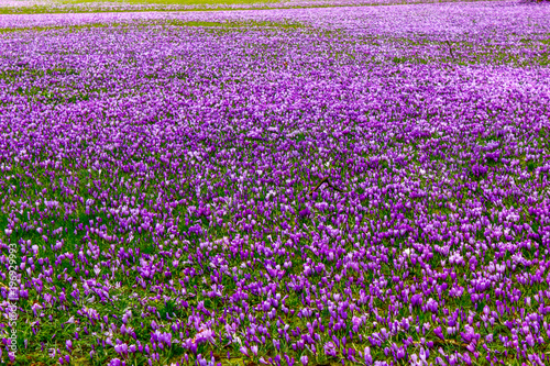 Millions of colourful blooming crocus flowers © kritzeltheartist.com