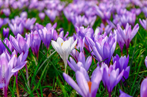 Close up of a white crocus among millions of purple ones
