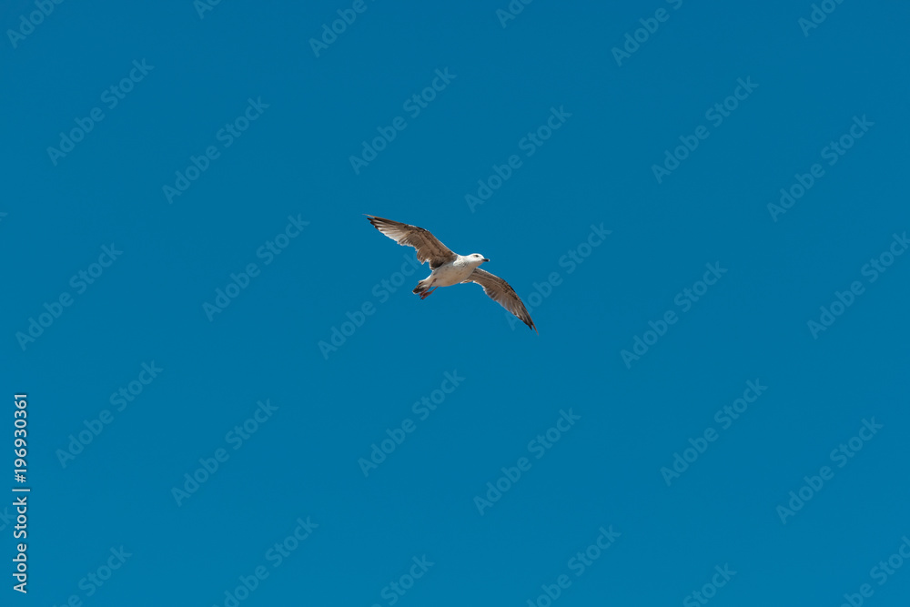 Gulls flying against the blue sky. Gulls flying against the blue sky.