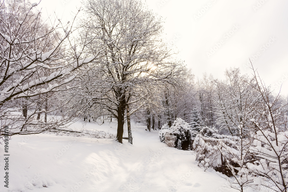 Snow covered trees in winter forest at sunny day. Beautiful winter landscape. Snow covered trees in winter forest at sunny day. Beautiful winter landscape.