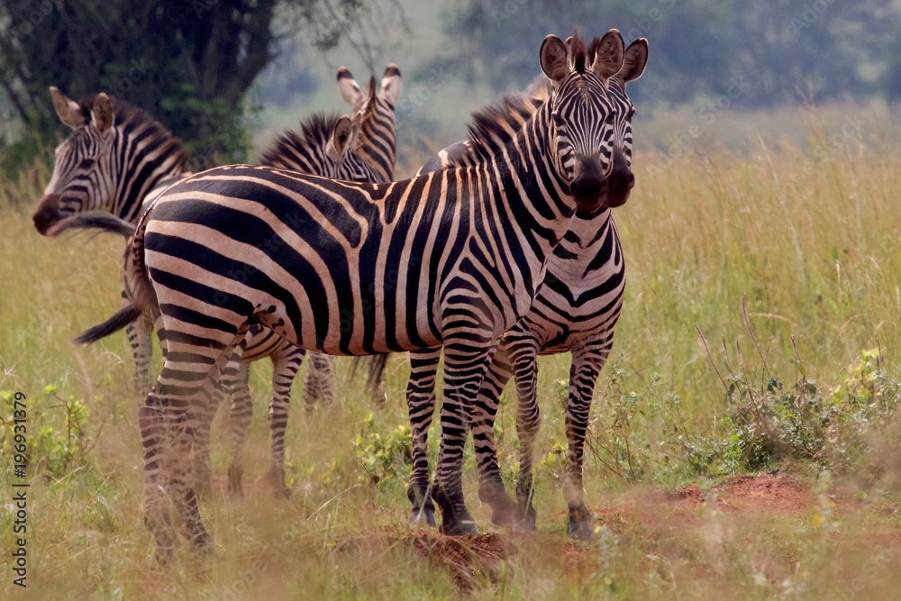 Fototapeta premium Zebra, Zebras Serengeti, Tanzania, Africa
